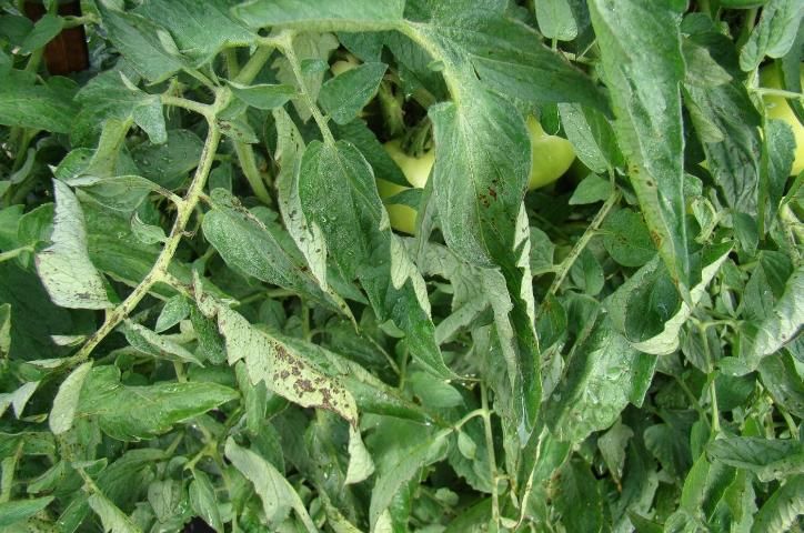 Figure 2. Stem lesions on tomato caused by X. perforans.